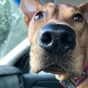 Meet your Posher, Rebecca